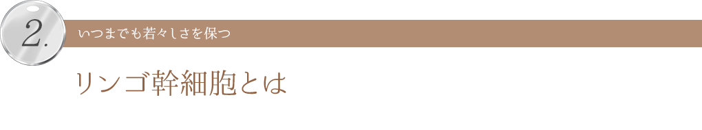 いつまでも若々しさを保つ リンゴ幹細胞とは